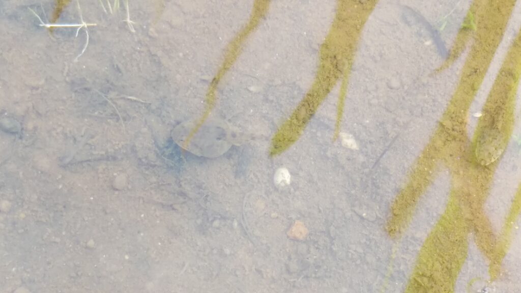 小岩菖蒲園のオタマジャクシ

