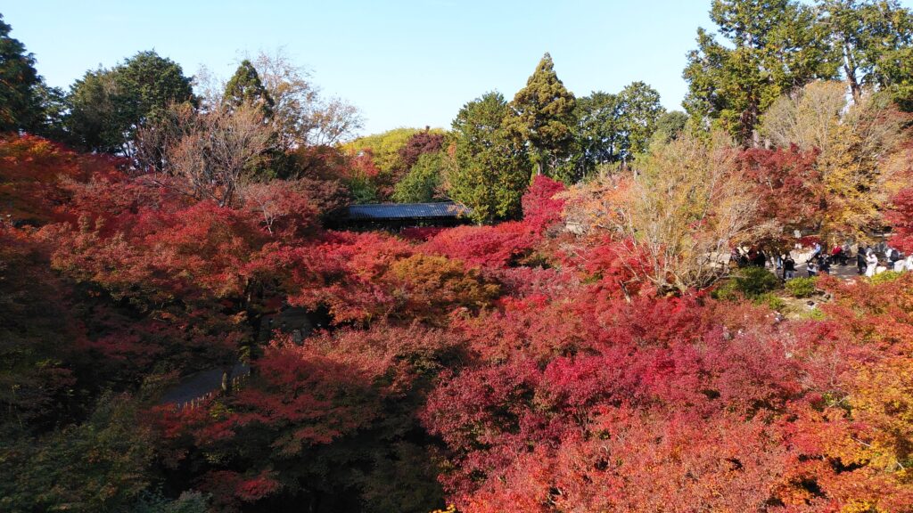東福寺の通天橋からの紅葉