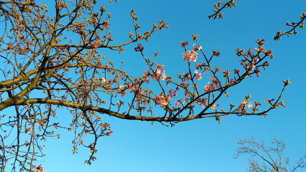 1月下旬の河津桜はまだ数輪しか開花せず