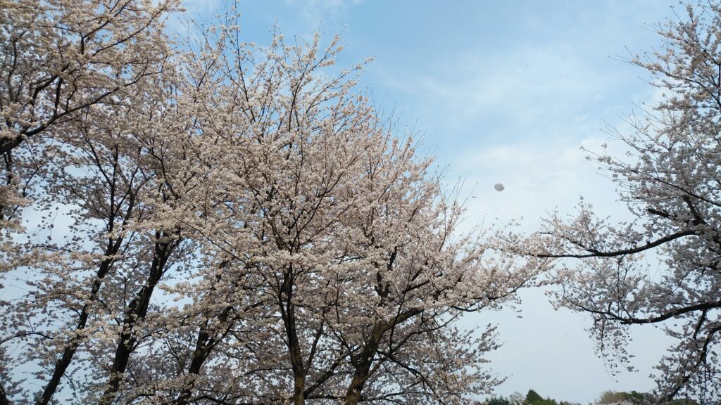 桜吹雪が見事でした。