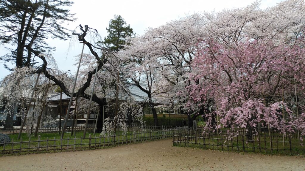 左側の杖を突いたような桜は伏姫桜、だいぶ高齢ですが頑張って花を咲かせていました。