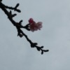 もう河津桜は開花しました