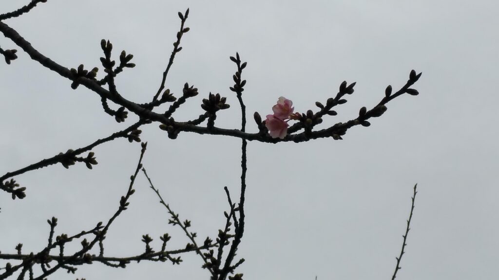 市川河川敷の河津桜がもう咲き始めました。