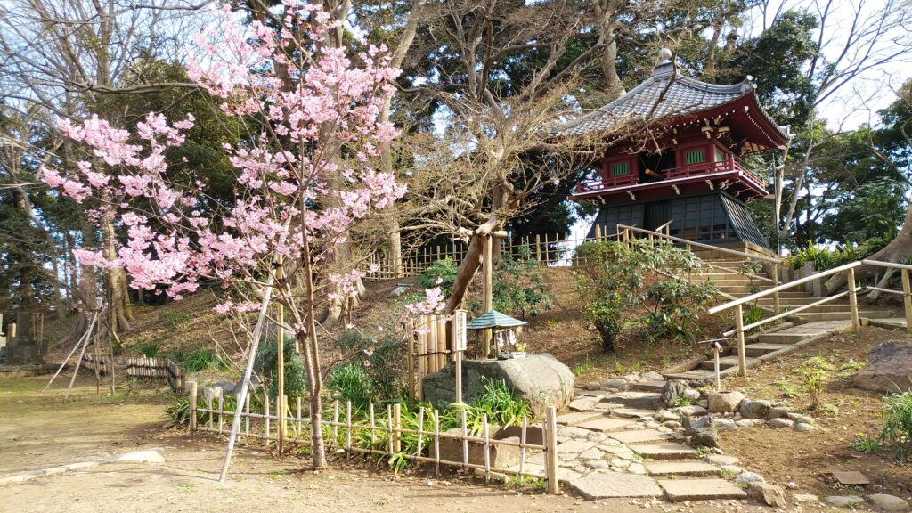 弘法寺にある桜の木