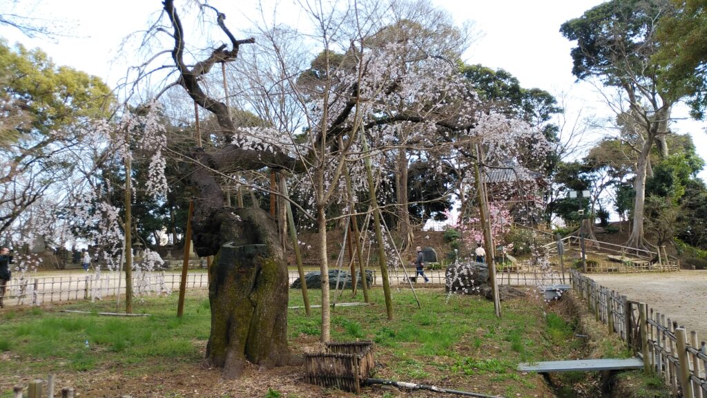樹齢400年の伏姫桜