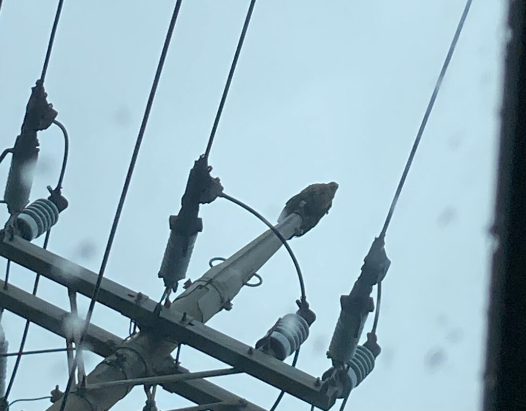 電柱に止まるカンムリワシ