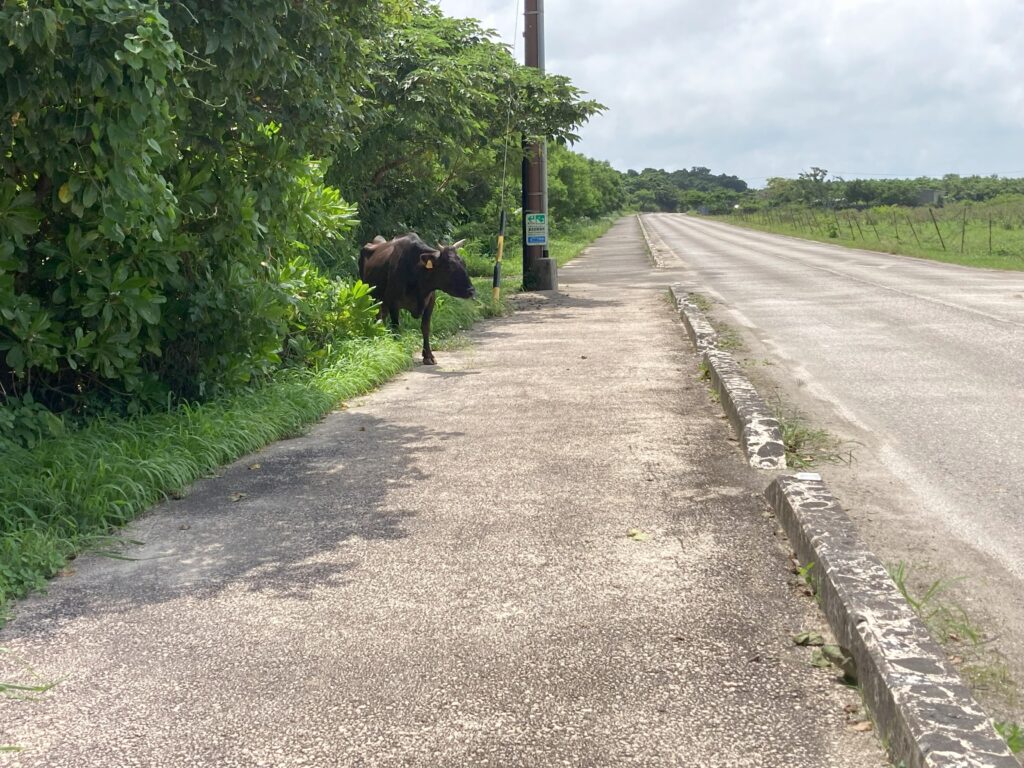 道路にいた牛