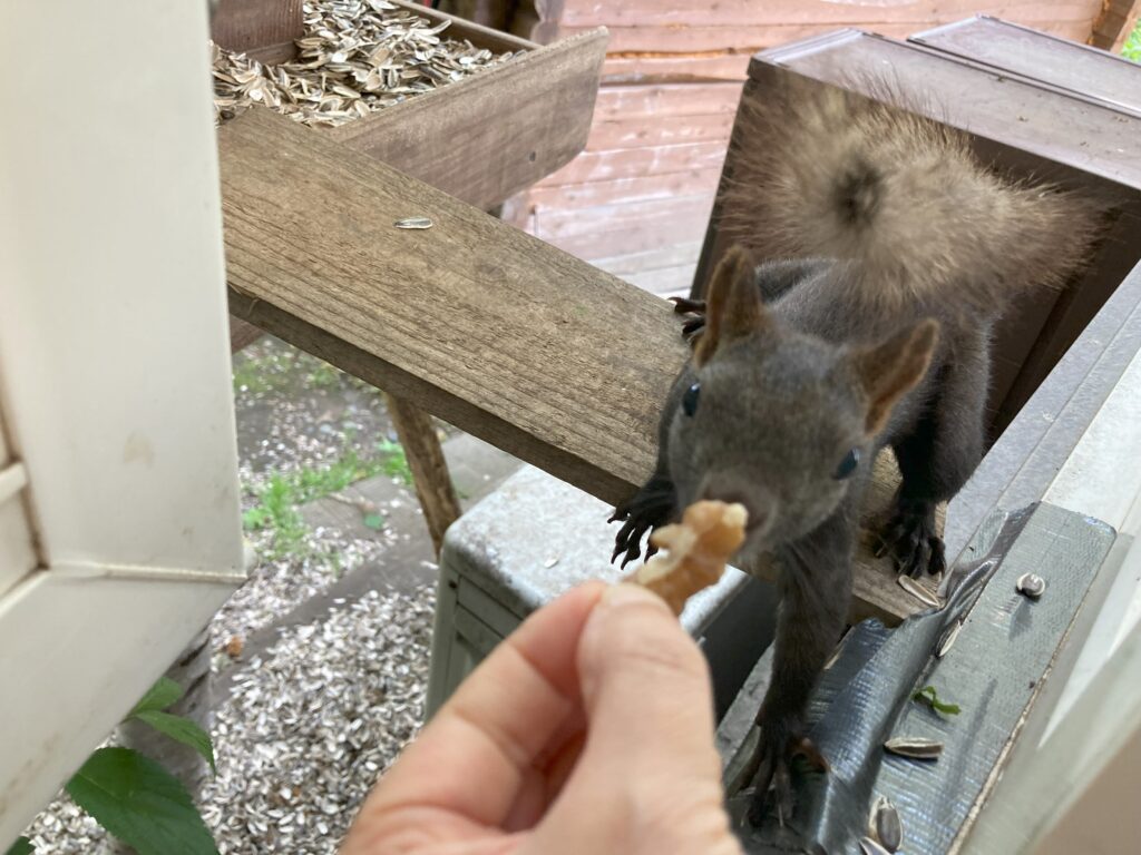 エゾリスにクルミを献上