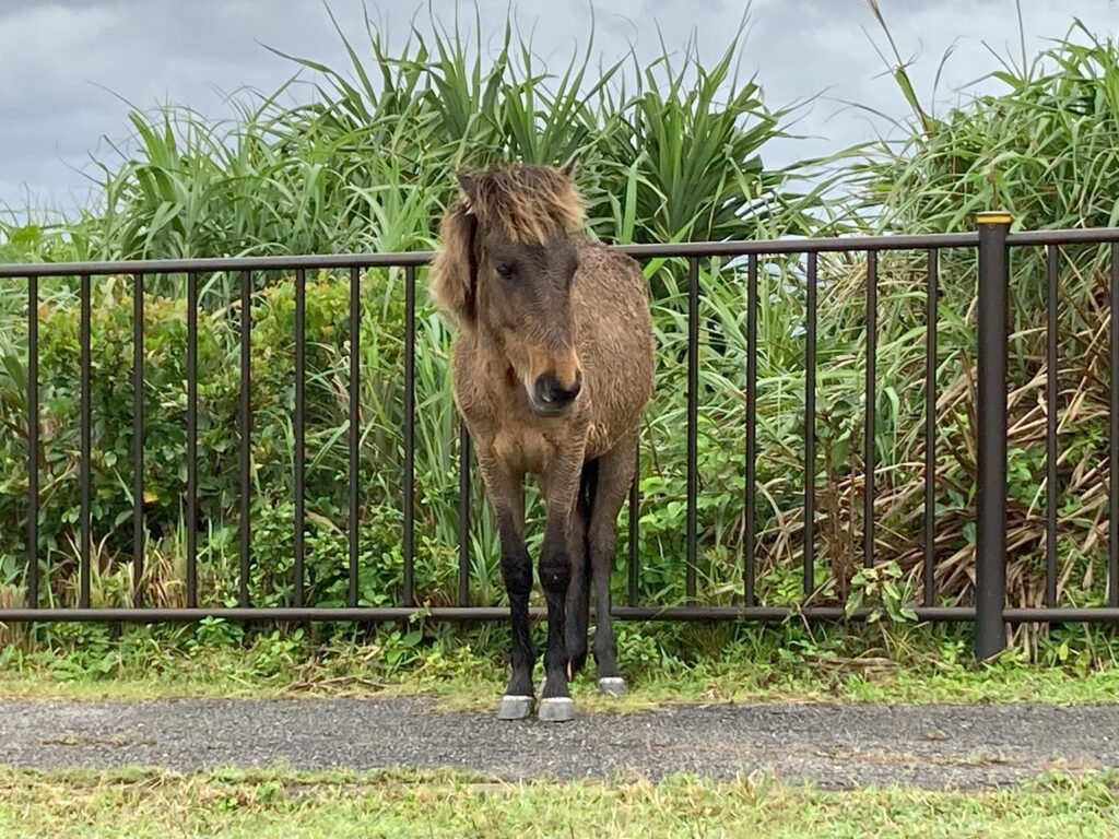ぽつんと佇む与那国馬