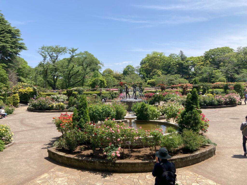 里見公園バラ園5月8日
