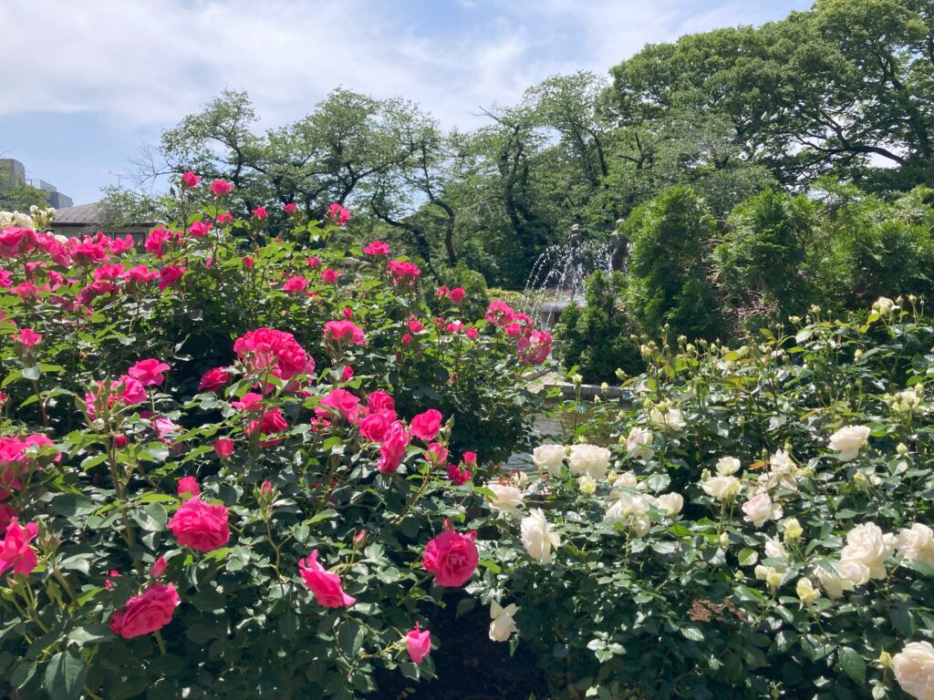 里見公園のバラ