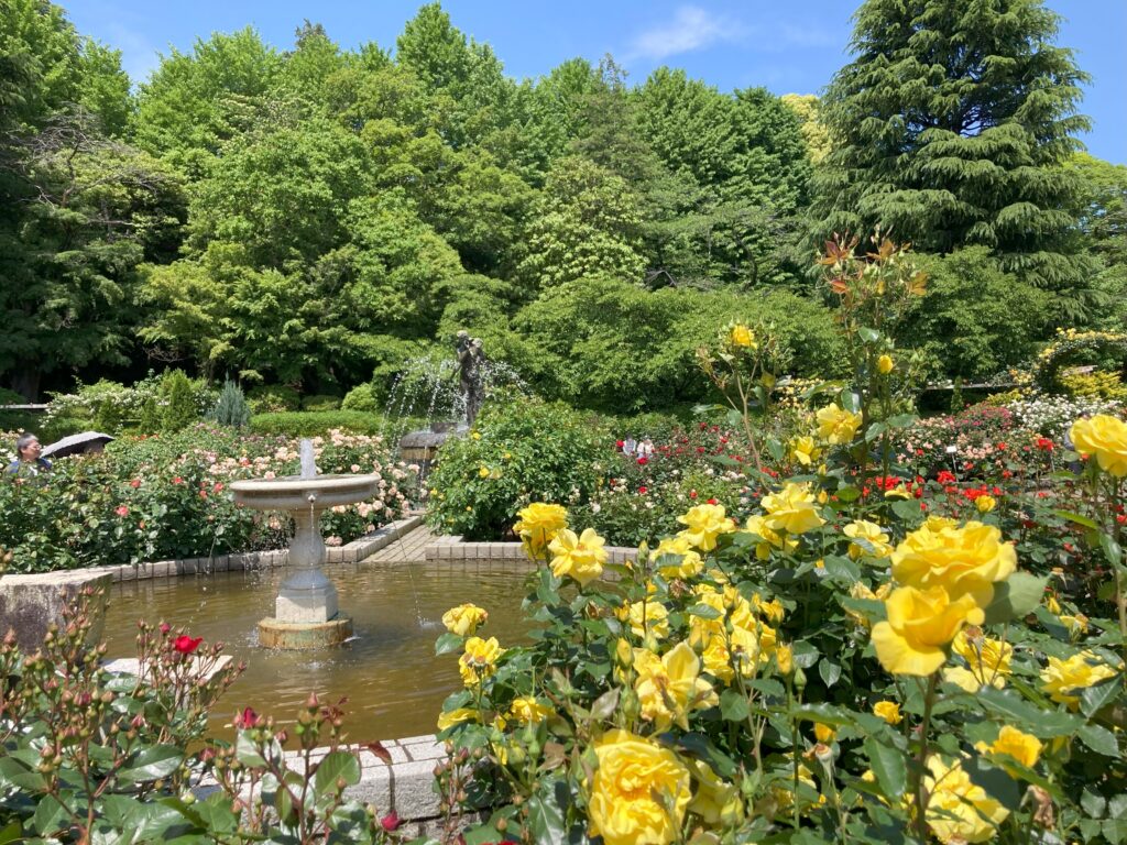 里見公園のバラ