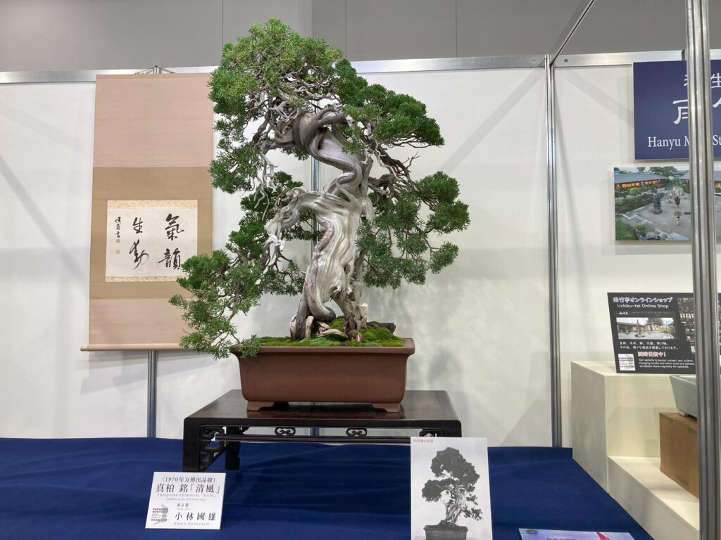 期間限定の盆栽展示