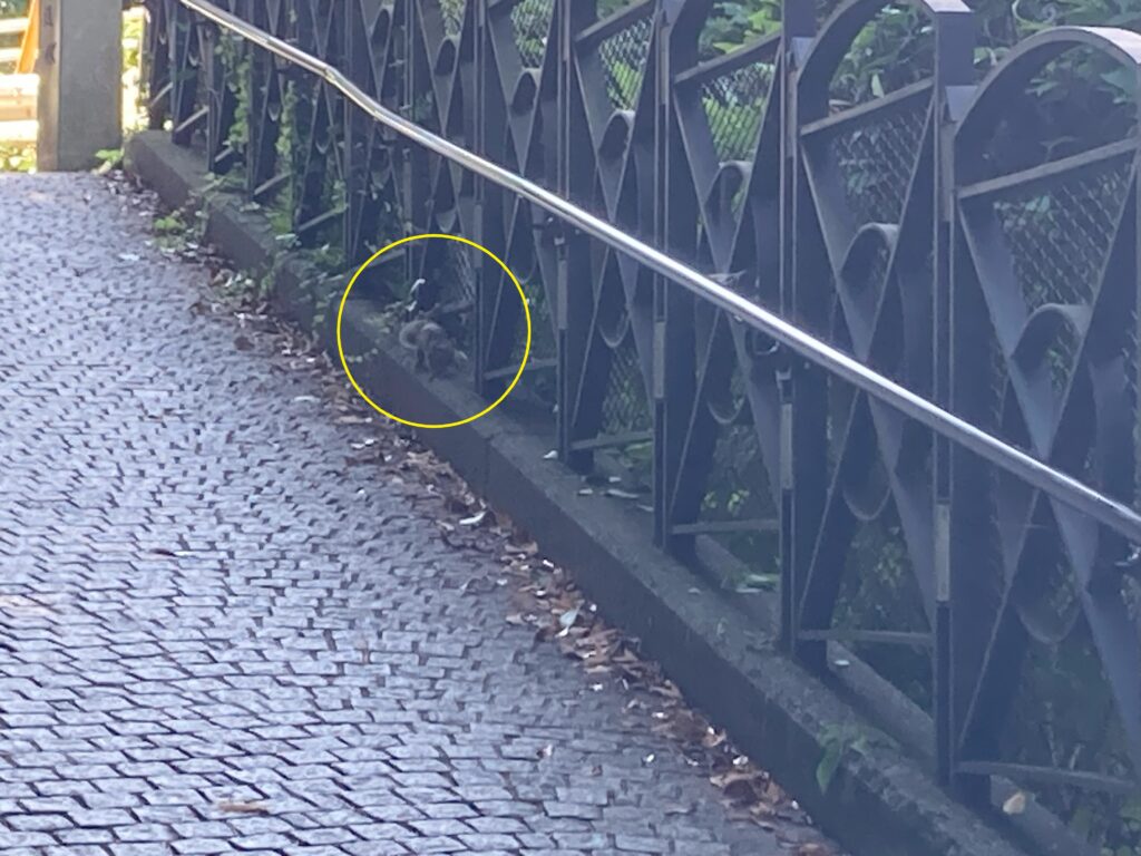 辺津宮から下山中にリスと遭遇