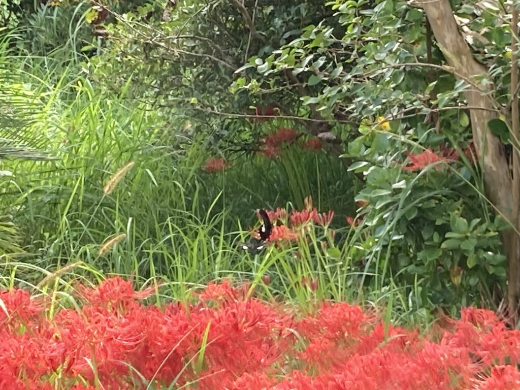 民俗資料館横のヒガンバナ