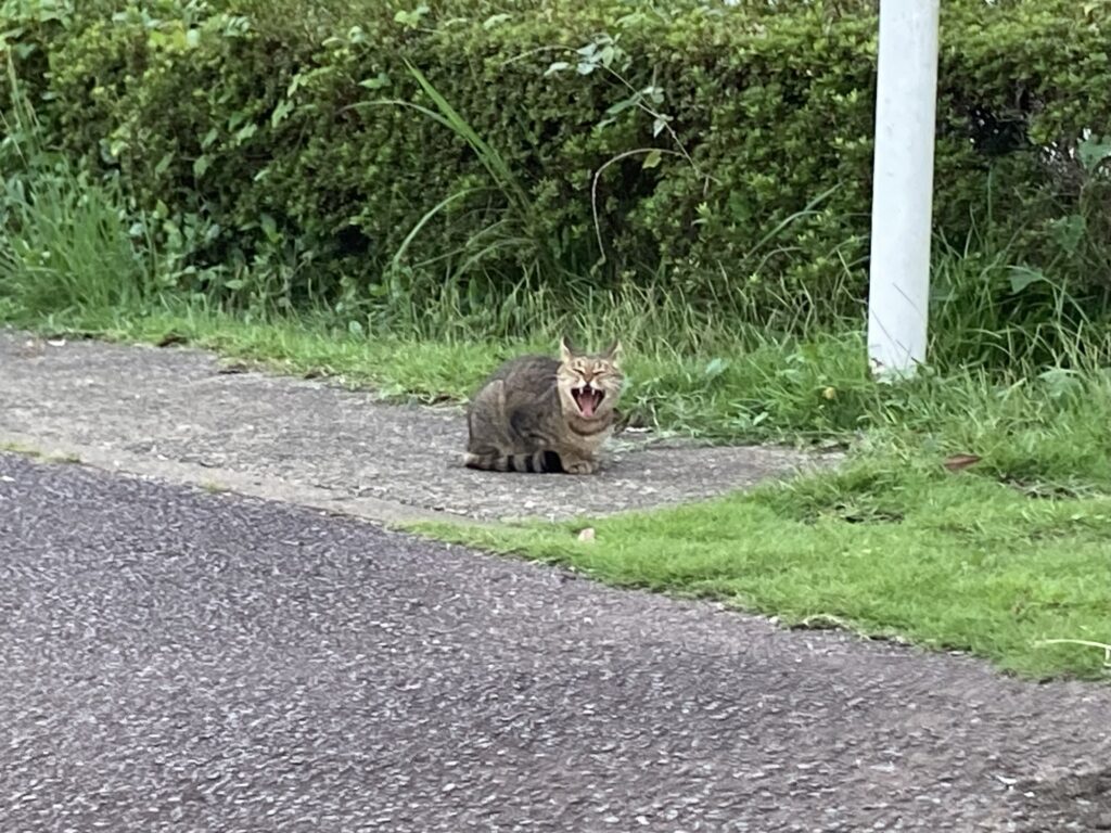 コンカナ王国のネコちゃん