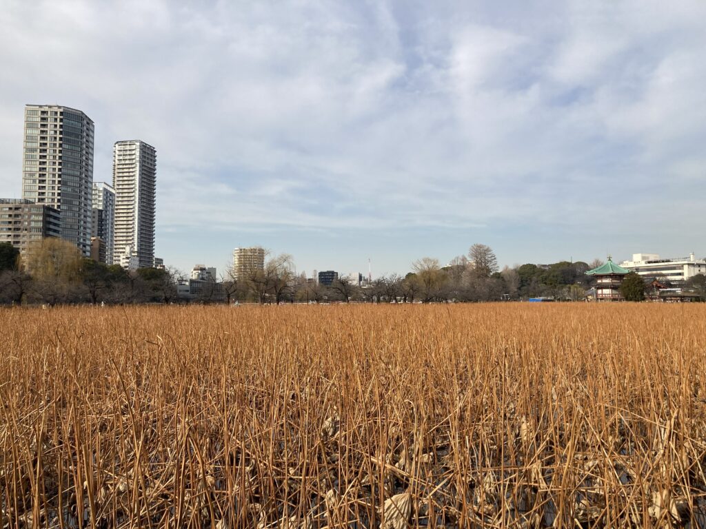 不忍池は枯れた蓮で埋め尽くされていて改修作業中でした